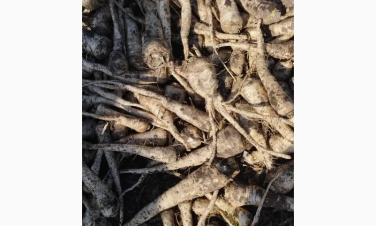 Продаю корень петрушки - фото № 3