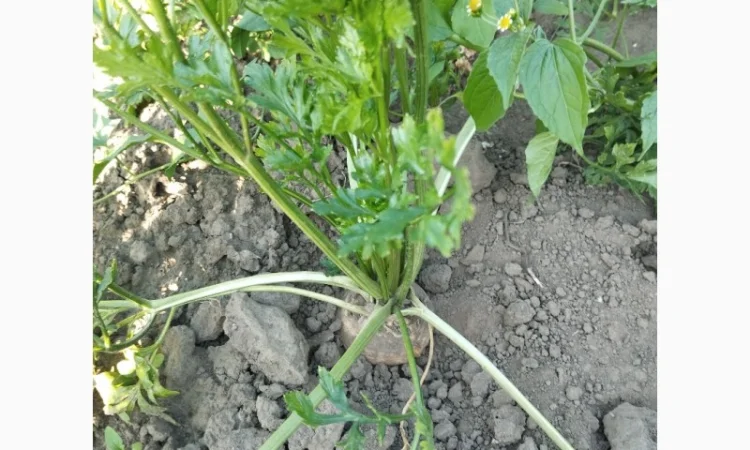 Продаю корень петрушки - фото № 4