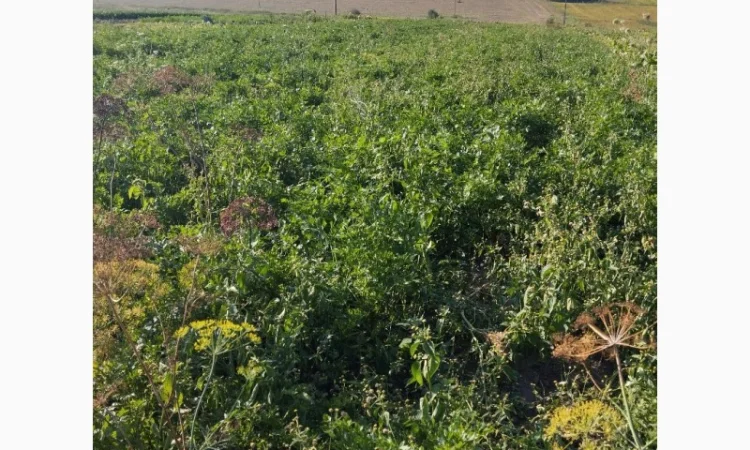 Продаю корень петрушки - фото № 5