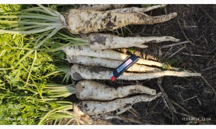 Продаю корень петрушки - фото № 6