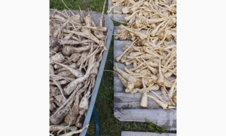 Продаю корень петрушки - фото № 7