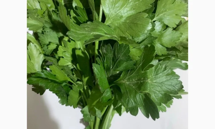 Свежая петрушка на продажу - фото № 1