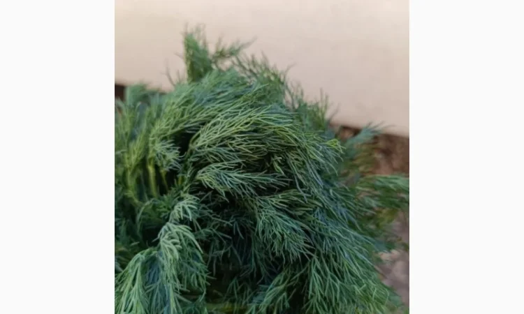 Свіжий кріп на продажу - фото № 1