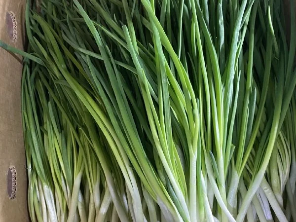 Продажа зеленой цибулі - фото № 1