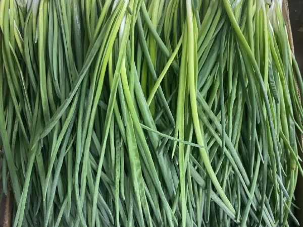 Продажа зеленой цибулі - фото № 2