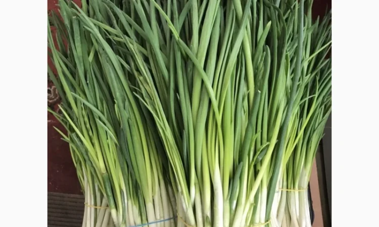 Продажа зеленой цибулі - фото № 3