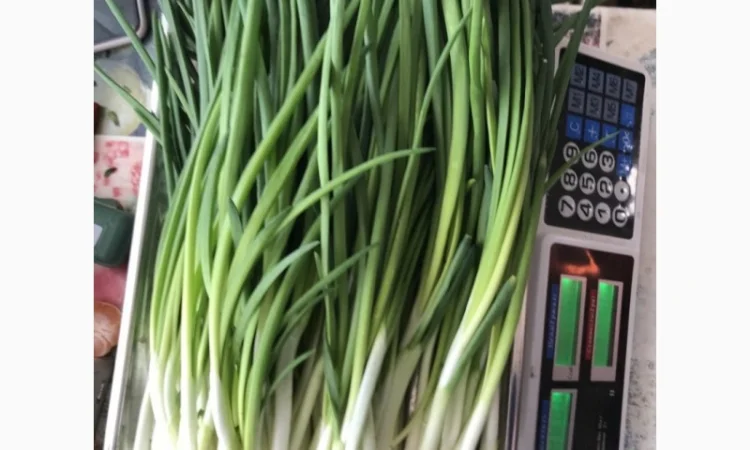 Продажа зеленой цибулі - фото № 4