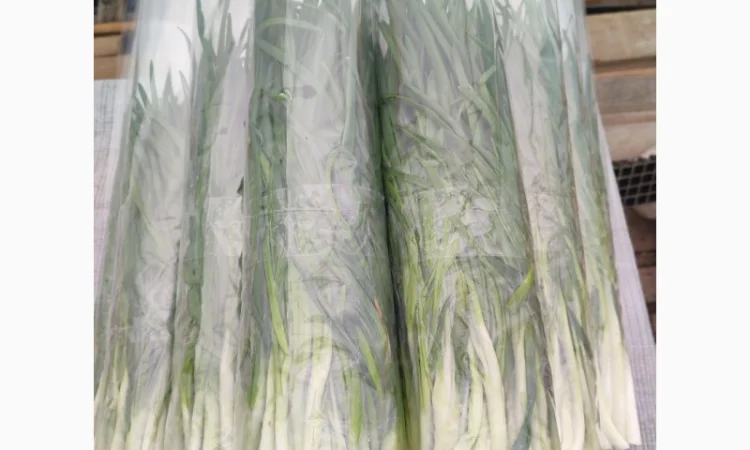 Продаж зеленої цибулі перо - фото № 2