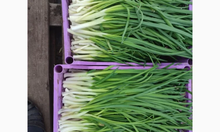 Продаж зеленої цибулі перо - фото № 3