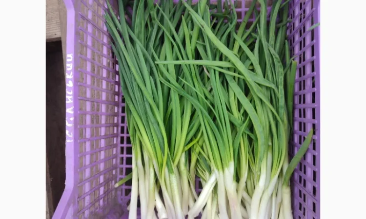 Продаж зеленої цибулі перо - фото № 4