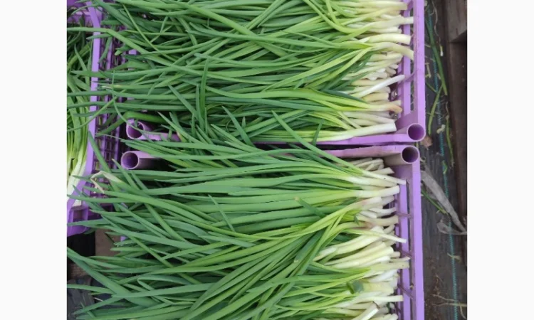 Продаж зеленої цибулі перо - фото № 5