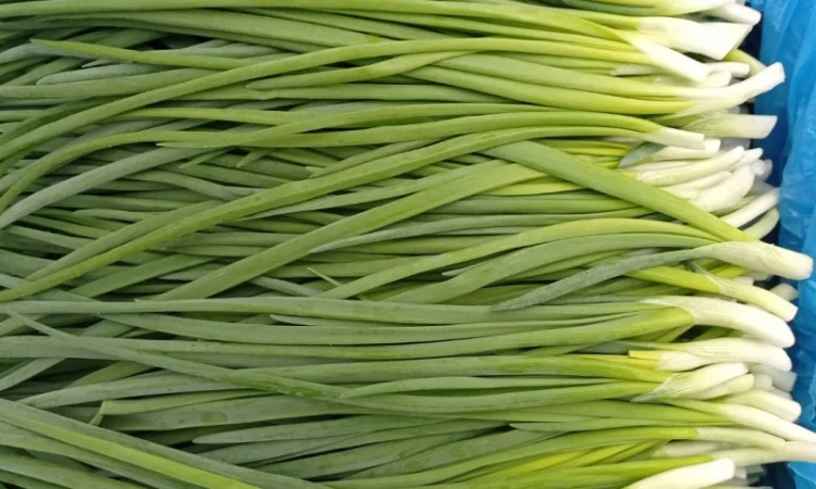 Продаж лука перо - фото № 1
