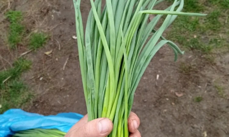 Продаж лука перо - фото № 2
