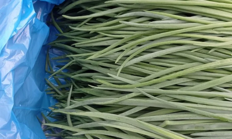 Продаж лука перо - фото № 3