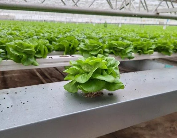 Продаж свіжих салатів та зелені цілий рік - фото № 2