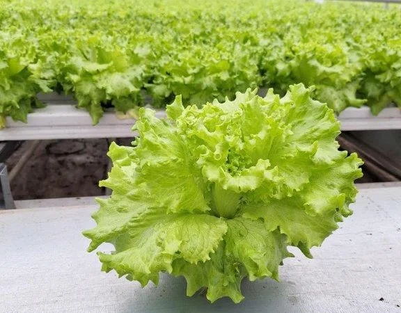 Продаж свіжих салатів та зелені цілий рік - фото № 3