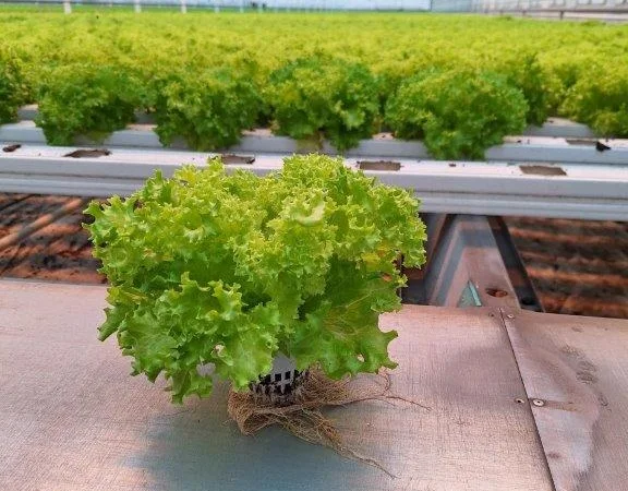 Продаж свіжих салатів та зелені цілий рік - фото № 4