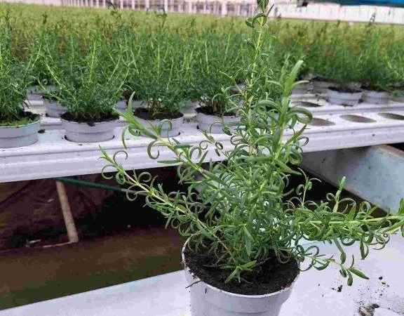 Продаж свіжих салатів та зелені цілий рік - фото № 5