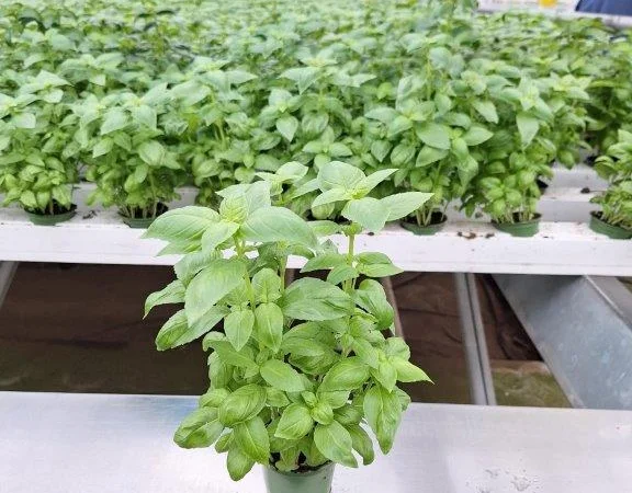 Продаж свіжих салатів та зелені цілий рік - фото № 1