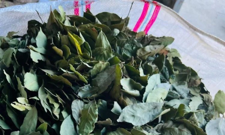 Лавровий лист 2024 року - фото № 1