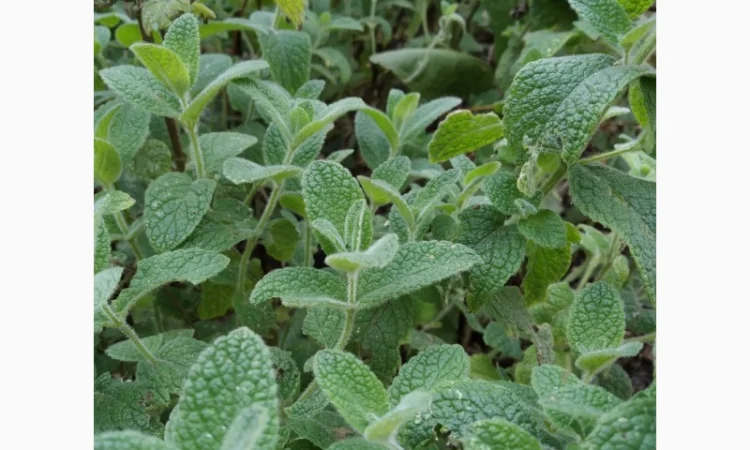 Мяты-Аристократка, Омбало, Корсиканская, Удайчанка, Черничка и другие редкие сорта - фото № 1