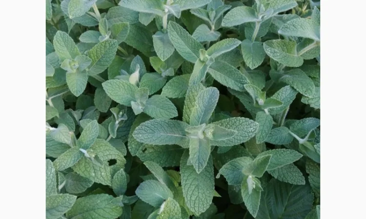 Мяты-Аристократка, Омбало, Корсиканская, Удайчанка, Черничка и другие редкие сорта - фото № 2