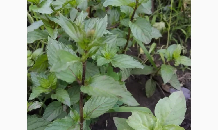 Мяты-Аристократка, Омбало, Корсиканская, Удайчанка, Черничка и другие редкие сорта - фото № 3