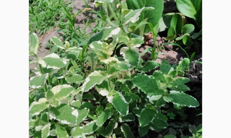 Мяты-Аристократка, Омбало, Корсиканская, Удайчанка, Черничка и другие редкие сорта - фото № 4