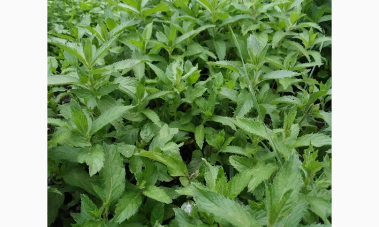 Мяты-Аристократка, Омбало, Корсиканская, Удайчанка, Черничка и другие редкие сорта - фото № 5