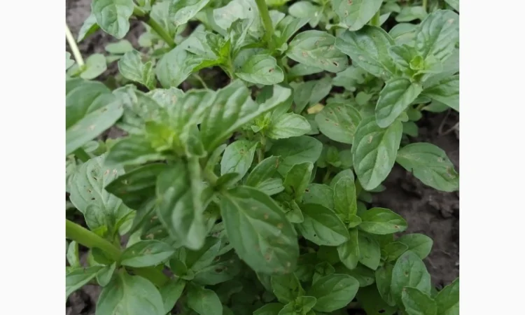 Мяты-Аристократка, Омбало, Корсиканская, Удайчанка, Черничка и другие редкие сорта - фото № 6