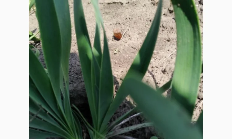 Многолетние луки- Слизун, Китайский, Джусай, Душистый, Поникающий, Шнитт и др - фото № 1