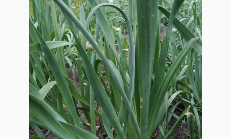 Многолетние луки- Слизун, Китайский, Джусай, Душистый, Поникающий, Шнитт и др - фото № 2