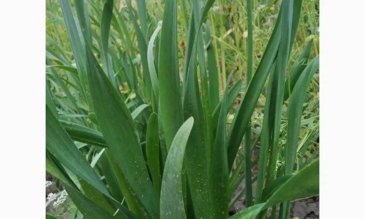 Многолетние луки- Слизун, Китайский, Джусай, Душистый, Поникающий, Шнитт и др - фото № 3