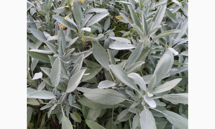 Пряно-острая зелень на продажу - фото № 1