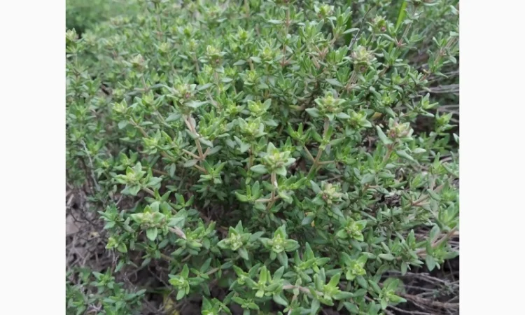 Пряно-острая зелень на продажу - фото № 4