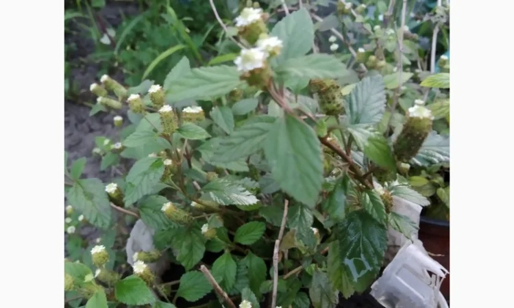 Липія солодка на продаж - фото № 1