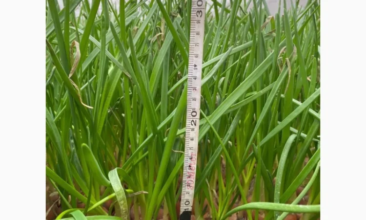 Куплю зеленую цибулю - фото № 1