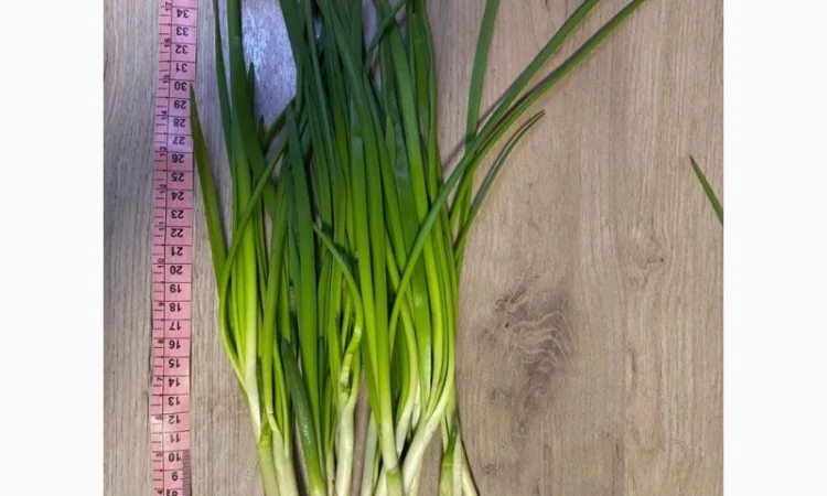 Куплю зеленую цибулю - фото № 3