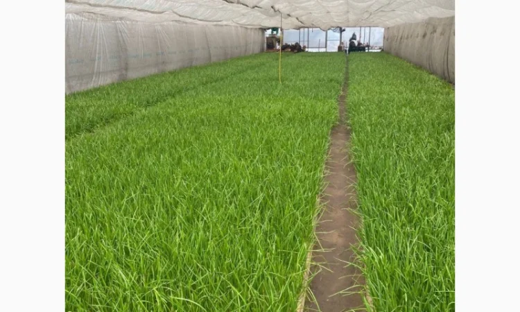 Куплю зеленую цибулю - фото № 4