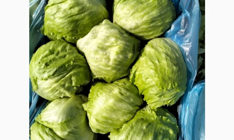Продаж салату айсберг з Єгипту - фото № 1