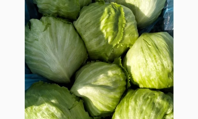 Продаж салату айсберг з Єгипту - фото № 2