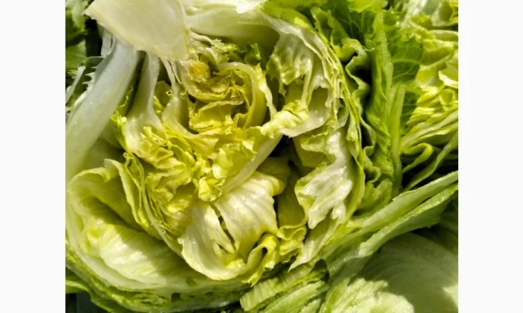 Продаж салату айсберг з Єгипту - фото № 3