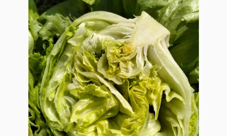 Продаж салату айсберг з Єгипту - фото № 4