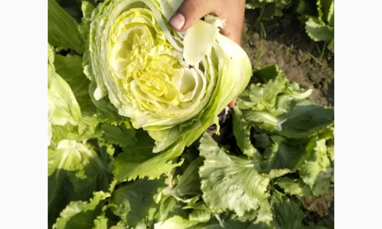 Продаж салату айсберг з Єгипту - фото № 5