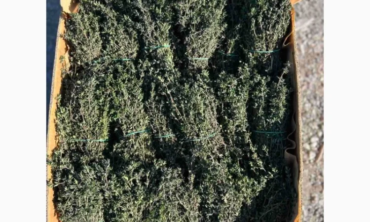 Свіжий чебрець (тимʼян) оптом - фото № 1