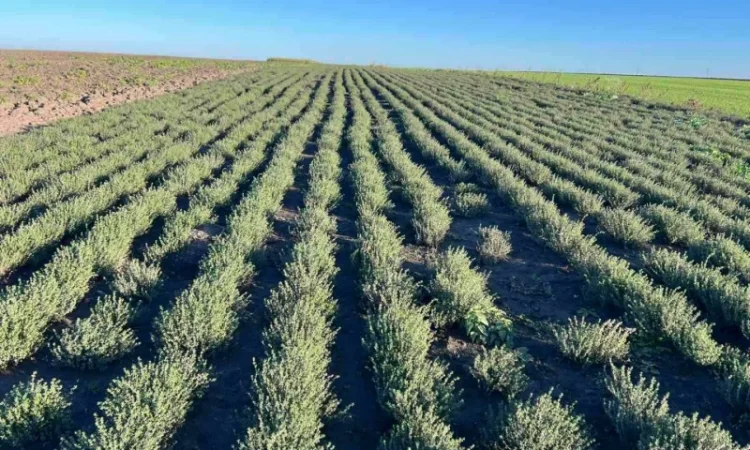 Свіжий чебрець (тимʼян) оптом - фото № 2