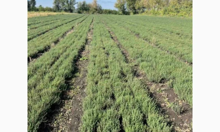 Продажа свежего и сушеного чебреца - фото № 1