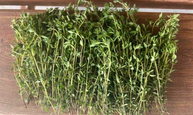 Продажа свежего и сушеного чебреца - фото № 2