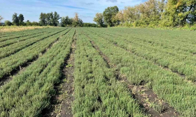 Продажа свежего и сушеного чебреца - фото № 3