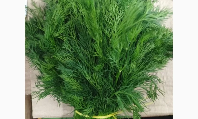 Свежий укроп из Узбекистана - фото № 1